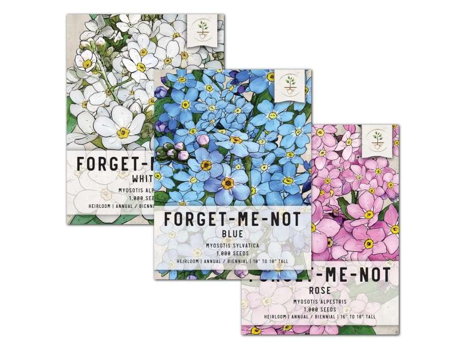 
Seed Needs, Forget-Me-Not Seed Packet Collection (Includes 3,000 Forget-Me-Not Seeds for Planting) Heirloom, & Open Pollinated - Rose, Blue & White