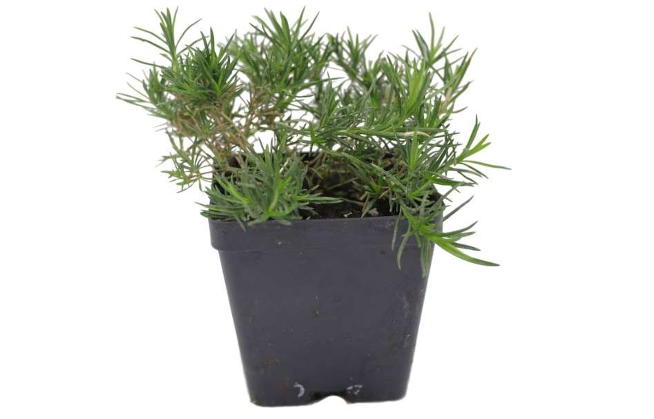 Greenwood Nursery: Live Ground-Cover Plants - Emerald Blue Creeping/Moss Phlox + Subulata - [Qty: 2X Pint Pots] - (Click for Other Available Plants/Quantities)
