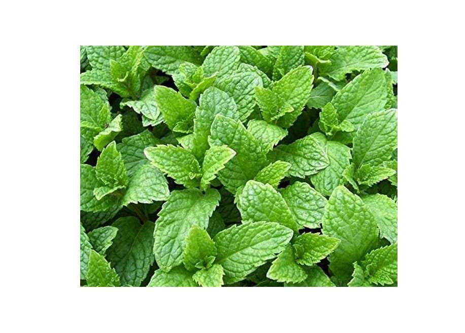 100 Kentucky Colonel Mint Seeds Heirloom Non-GMO Fragrant Rare! Fragrant, Mentha spicata, US Grown
