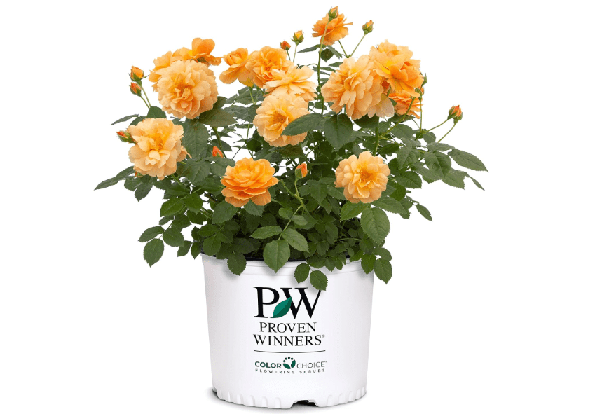 
Proven Winner at Last Rose, 2 Gallon, Sunset Orange