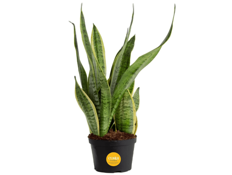 
Costa Farms Sansevieria Grower's Choice Snake Live Indoor Plant, 12-Inches Tall, Grower Pot
