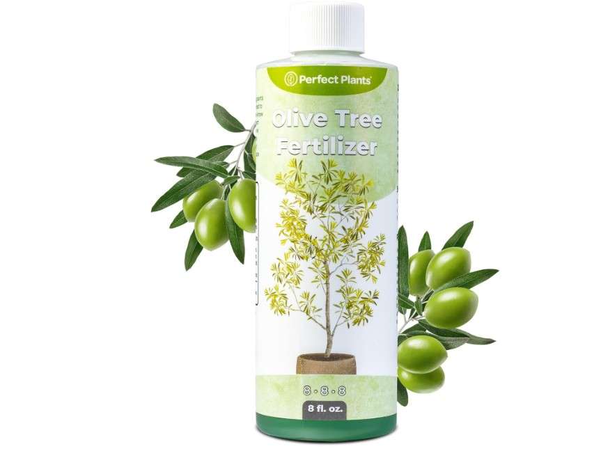 Liquid Olive Tree Fertilizer by Perfect Plants | Olive Plant Food for Real Indoor Trees or Outdoor Growing | High Level Nutrient Content to Boost Flowering.