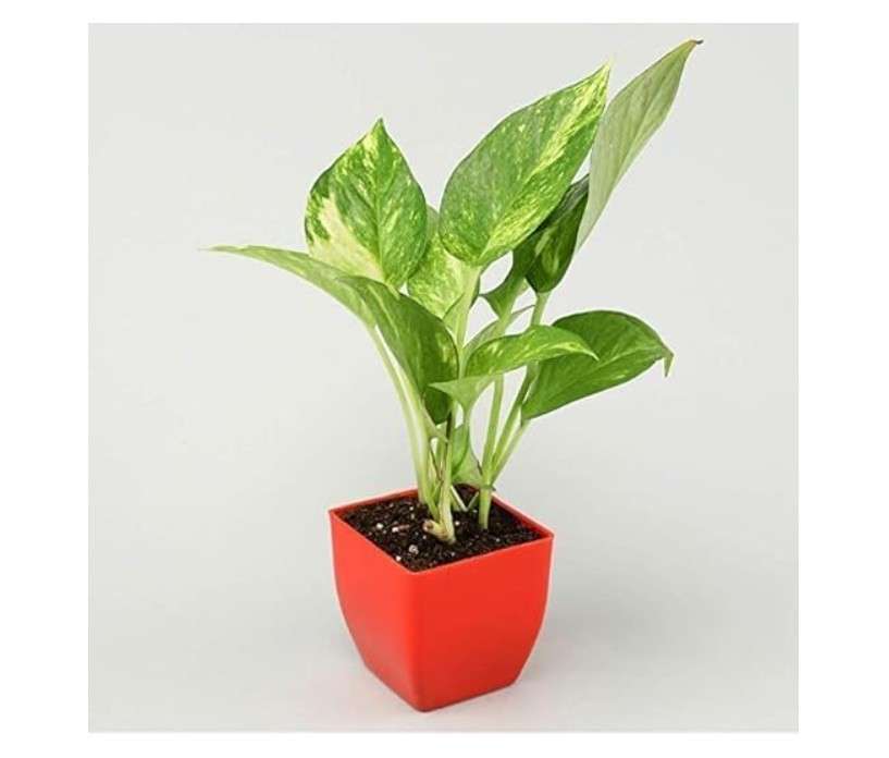 
Big Planter Combo Pack - Money Plant and Bamboo Live Plant with Pots - Set of 2 - Stylish Indoor Greenery

