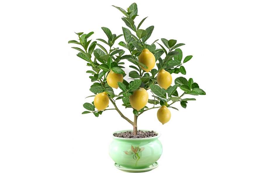 
Bergamot Orange Citron Lemon Tree Live Starter Plant Seeding, 15-17 inch Height Lemon Fruit Tree Great for Home and Garden Yards Planting