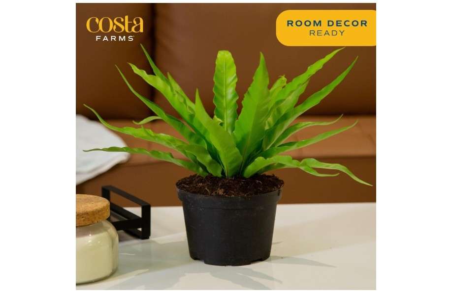 
Costa Farms Bird's Nest Fern Live Indoor House Plant 15-Inches Tall, Grower's Pot