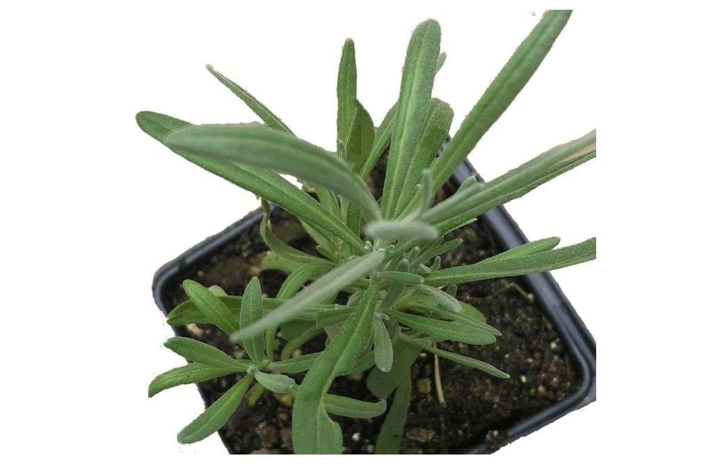 
Smoke Camp Crafts Organic Lavender Plant (Lavendula angustifolia) Live Plant in 2.5-inch Pot - Common Lavender, English Lavender, Lavender, Narrow-Leaved.