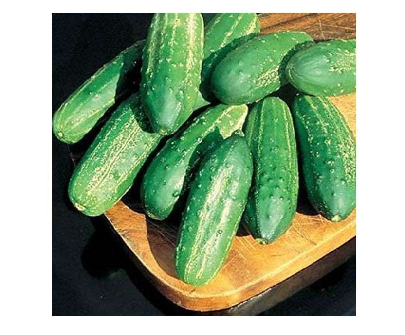 
Regal High Yield F1 Pickling Cucumber Seeds - Perfect for Making Chips or Spears(100 - Seeds)