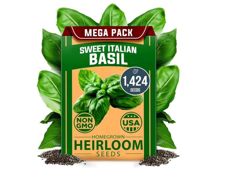 
HOME GROWN 𝗨𝗦𝗔 𝗣𝗥𝗘𝗠𝗜𝗨𝗠 Italian Basil Seeds Bulk Pack 1,424 Sweet Large Leaf Basil Seeds for Planting 𝗡𝗢𝗡-𝗚𝗠𝗢 and Heirloom Herb Seeds