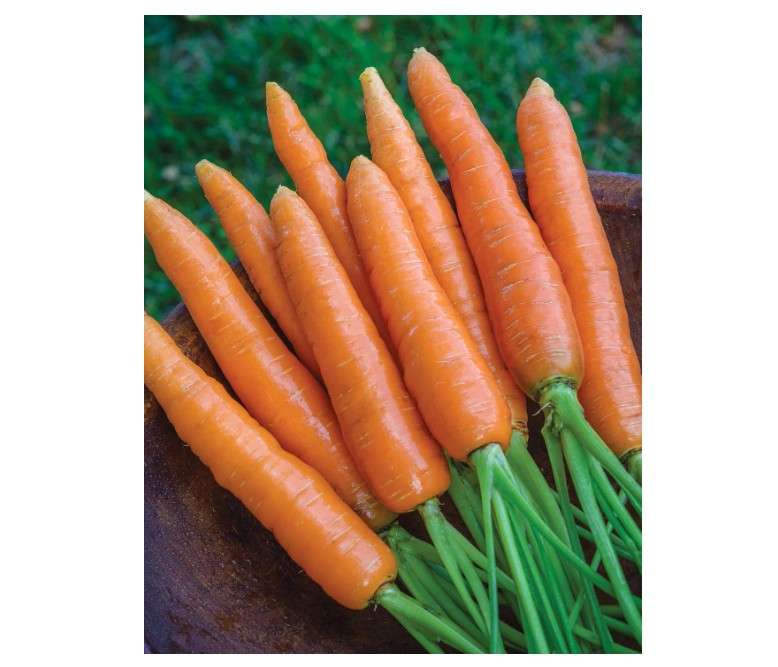 
Burpee Nantes Half Long Carrot Seeds 3000 seeds