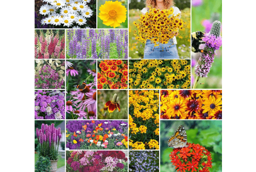 
Eden Brothers All Perennial Wildflower Mixed Seeds for Planting, 1/4 lb, 120,000+ Seeds with Lupine, Shasta Daisy | Attracts Pollinators, Plant in Spring or...
Style:All