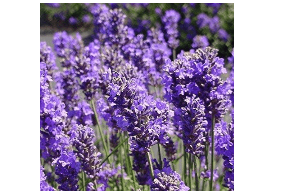 Palm Beach Medicinal Herbs - Lavender (Lavandula angustifolia) - Packet of 100 Seeds