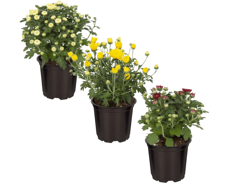 Live Hardy Chrysanthemum - Assorted Colors (3 Plants Per Pack), Beautiful Flowering Mums, Perennial Plants, 8" Tall by 4" Wide