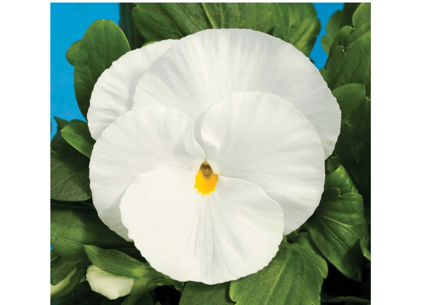 Delta Premium Series Pansy Pure White ~100 Seeds – Viola x wittrockiana – 91–98 Days – Compact 4–6" Dwarf Variety – Indoor or Outdoor – Annual Flower