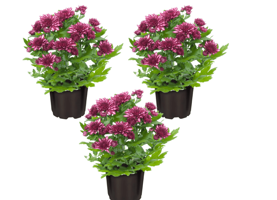 
Live Hardy Chrysanthemum - Purple (3 Plants Per Pack), Beautiful Flowering Mums, Perennial Plants, 8" Tall by 4" Wide in