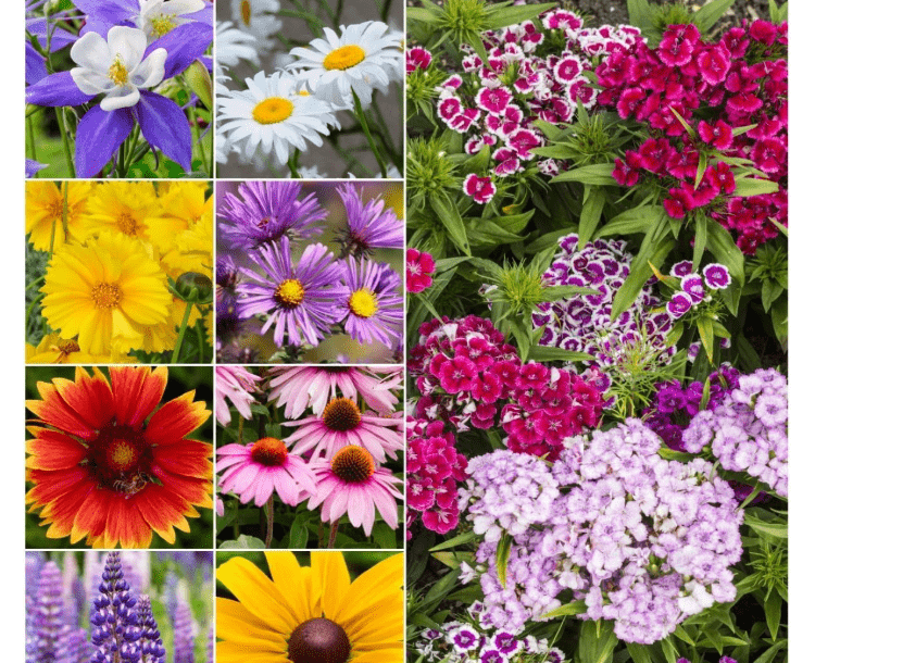 
Seed Needs Perennial Wildflower Seed Mix | 2 Ounce 30,000+ Seeds 16 Species Perennial Seeds for Planting | Pollinator Garden Favorites Include