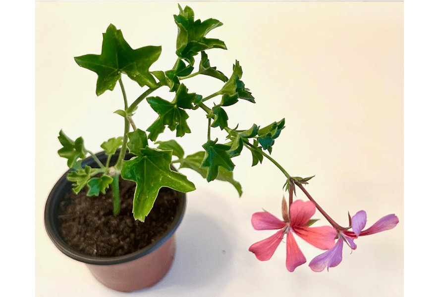Set of 2 Live Ivy Geranium -Pelargonium Peltatum, Climbing Ivy Leaves with Pink Flowers, 2 Fully Rooted Plants 6-12" Long, Options of Single-Layer or