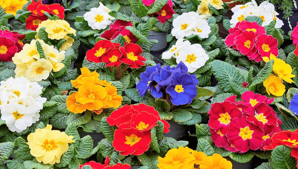 
50 Mixed Colors English Primrose Primula Vulgaris Flower Seeds