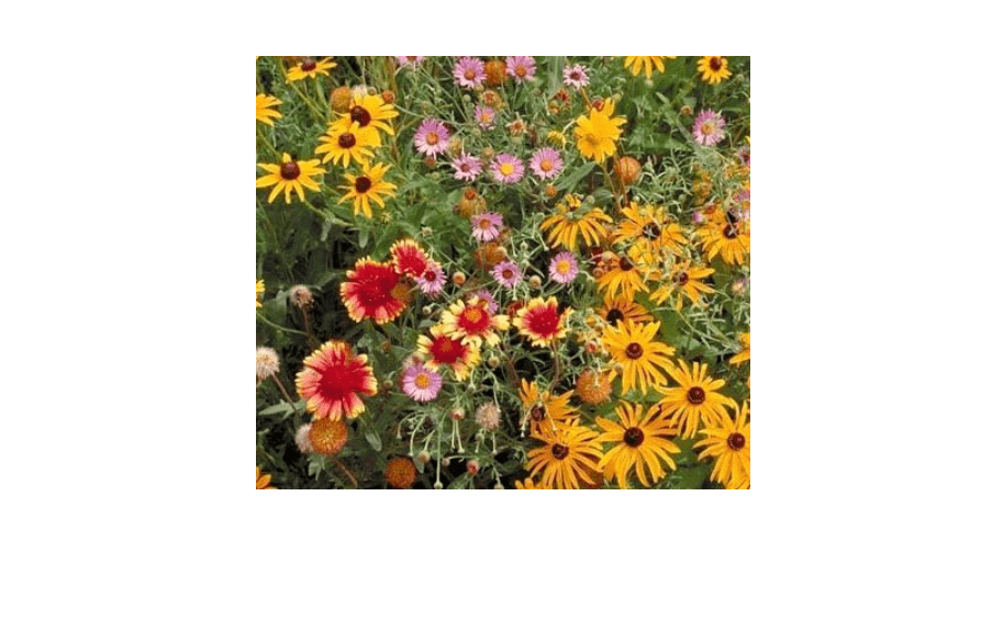 
Outsidepride Perennial Wild Flower Seed Mix - 5 lbs. Diverse, Long-Lasting Blooms, Easy to Grow Perennial Flower Seeds for All States, Perfect for Home