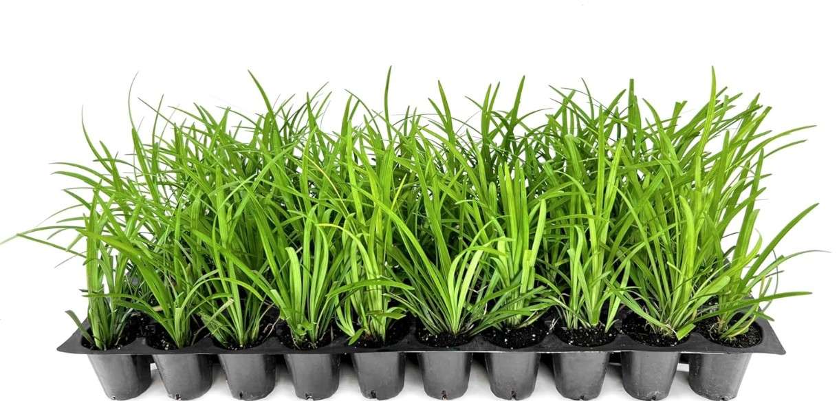  Big Blue Lilyturf | 40 Live Plants | Liriope muscari ‘Big Blue’ | Flowering Ground Cover for Landscaping | Low-Maintenance Ornamental Grass