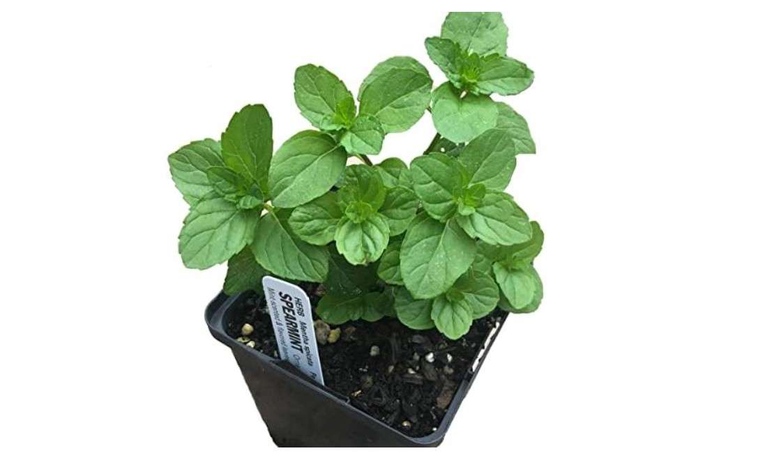 
Organic Mint Plant, Spearmint Plant, (Mentha spicata) in 2.5-inch Pot - Excellent for Tea, Perennial Herb, Companion Plant