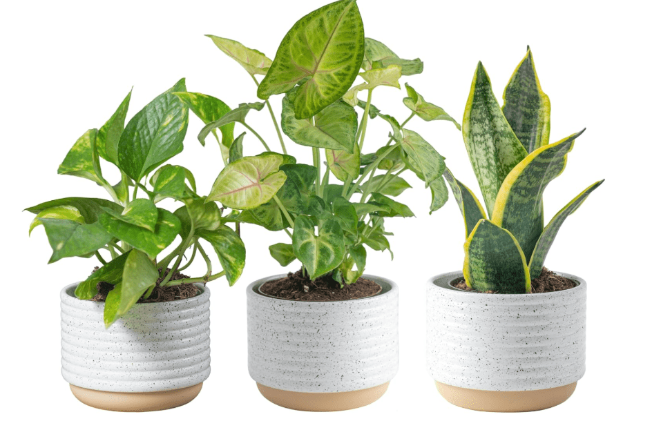 
Costa Farms Live Plants (3 Pack), Easy to Grow Real Indoor Houseplants, Air Purifying Plants, Grower's Choice in Home Décor Indoors Plant Pots