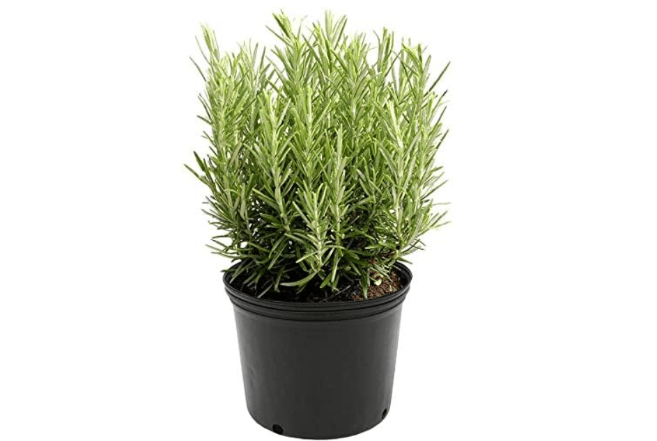 
American Plant Exchange Rosemary Herb – Live 6-Inch Potted Edible Plant, Fragrant Evergreen Culinary Herb for Cooking, Indoor Windowsill, Patio Garden