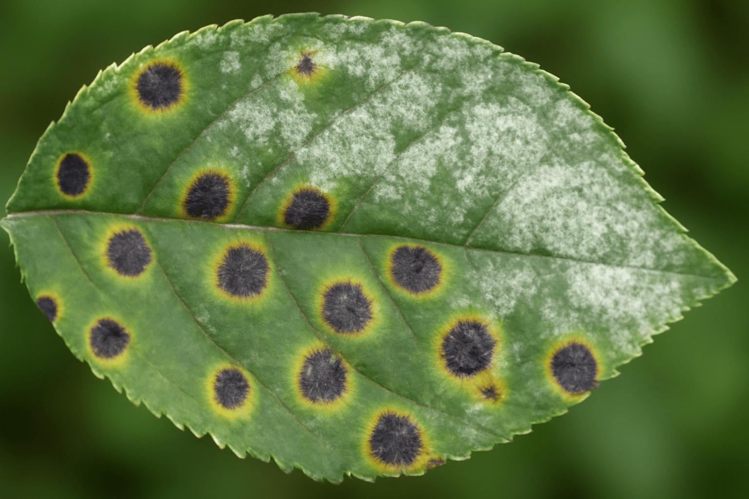 Cherry trees are a beautiful addition to any garden, but like all plants, they can fall victim to diseases, especially when their leaves start to show signs of trouble. If you’ve noticed discolored or damaged leaves on your cherry tree, you're not alone. Common Cherry Tree Leaf Diseases and How to Fix Them is an issue many gardeners face, and understanding how to identify and treat these diseases is crucial for keeping your tree healthy. In this guide, we’ll walk you through the most common cherry tree leaf diseases, their symptoms, and natural solutions to restore your tree's vitality. Understanding Cherry Tree Leaf Diseases 🏥 Cherry trees are beautiful additions to any garden, but they can be susceptible to a variety of leaf diseases. Identifying these issues early is key to maintaining a healthy tree 🌳. Here’s a look at some common diseases that affect cherry tree leaves and how to recognize them. 1. Cherry Leaf Spot (Blumeriella jaapii) 🍂 One of the most common cherry tree diseases, cherry leaf spot causes small, dark spots on the leaves with a yellow halo. As the infection progresses, the leaves will turn brown and eventually drop. It thrives in wet conditions, so proper drainage and good air circulation around your tree are essential. 2. Powdery Mildew 🌫️ Powdery mildew appears as a white, powdery coating on the tops of cherry tree leaves. This fungus thrives in warm, dry conditions and can stunt growth if left untreated. Regularly removing infected leaves and improving sunlight exposure can help prevent this issue. 3. Cytospora Canker 🔪 Cytospora canker affects older cherry trees, causing dark, sunken lesions on branches and leaves. As the disease progresses, it can lead to dieback. Pruning infected branches and keeping the tree healthy with proper watering and fertilization can help prevent this disease. 4. Leaf Curl 🍃 Cherry tree leaf curl causes leaves to curl, turn red, and distort. It's often caused by a fungal infection, especially during wet spring seasons. Applying a fungicide early in the season and removing infected leaves can keep this condition under control. Prevention Tips: Prune your tree regularly to improve airflow. Remove fallen leaves to reduce fungal spread. Apply fungicides if necessary, following the manufacturer's instructions. By staying vigilant and taking these simple steps, you can keep your cherry tree healthy and thriving 🍒. Most Common Cherry Tree Leaf Diseases 🍒 Cherry trees, like all plants, are susceptible to various leaf diseases. Recognizing these diseases early can help you manage and prevent damage to your tree. Here are the most common cherry tree leaf diseases to watch out for: 1. Cherry Leaf Spot 🍃 Cherry leaf spot is caused by a fungus that creates small, round, purple or red spots on the leaves. Over time, these spots turn yellow, and the affected leaves fall off. This weakens the tree and reduces its ability to photosynthesize, affecting fruit production. Solution: Remove fallen leaves, and treat the tree with a fungicide in early spring to prevent further outbreaks. 2. Powdery Mildew 🌫️ Powdery mildew appears as a white, powdery coating on the upper surfaces of cherry tree leaves. This disease thrives in warm, dry conditions and can stunt the tree’s growth and fruit development. Solution: Prune infected branches, ensure proper air circulation, and apply fungicides to control the spread. 3. Bacterial Canker 💧 Bacterial canker causes dark, sunken lesions on branches and leaves. The disease often appears as dark streaks on the leaf veins and can lead to premature leaf drop. Solution: Prune affected areas and sterilize your tools between cuts. Avoid overhead watering, as moisture encourages the spread of the bacteria. 4. Anthracnose 🍂 This fungal disease causes dark, sunken spots and dead patches on cherry tree leaves. It can spread quickly in rainy weather, leading to significant leaf drop and overall tree stress. Solution: Remove infected leaves and branches and apply fungicides during the early spring and fall. 5. Rust 🌧️ Rust is a fungal infection that forms orange or yellow spots on cherry tree leaves, eventually causing them to curl and fall prematurely. It is most common in wet conditions. Solution: Remove infected leaves and, if necessary, use fungicides to manage the spread of rust. By identifying these common diseases early and treating them promptly, you can help ensure your cherry tree stays healthy and productive. Regular inspection and proper care are key to preventing damage! Preventing Cherry Tree Leaf Diseases Before They Start 🌞 Preventing diseases on your cherry tree starts with proactive care! Here's how to ensure your tree stays healthy and thriving: 1. Choose Resistant Varieties 🌱 Select cherry tree varieties that are naturally resistant to common diseases like leaf spot or powdery mildew. These varieties can help reduce the risk of issues from the start. 2. Prune Regularly ✂️ Pruning helps improve air circulation, reducing moisture buildup on leaves, which can lead to fungal infections. Remove dead or diseased branches promptly to keep your tree healthy. 3. Water Properly 💧 Avoid over-watering your cherry tree. Too much water can cause root rot and encourage fungal growth. Water the base of the tree, keeping the leaves dry to prevent diseases like leaf blight. 4. Mulch with Care 🌿 Apply a layer of mulch around the base to retain moisture and prevent weed growth. However, make sure the mulch isn’t piled up against the tree trunk, as this can cause bark rot. 5. Inspect Regularly 👀 Check your tree for signs of disease, like spots or discolored leaves. Early detection allows you to take quick action to prevent the spread of any potential issues. 6. Use Fungicide as a Preventative 🌼 If you're in a region prone to fungal diseases, applying a preventive fungicide can help keep your cherry tree’s leaves healthy. Opt for organic or eco-friendly options to protect the environment. 7. Ensure Good Drainage 🏞️ Make sure your cherry tree is planted in well-drained soil. Poor drainage can lead to waterlogged roots and increase the chances of diseases like root rot. By following these steps, you can prevent many common cherry tree leaf diseases, ensuring your tree remains vibrant and productive all season long! 🌳 How to Treat Cherry Tree Leaf Diseases Naturally 🌱 Cherry trees are beautiful, but they can be susceptible to various leaf diseases. Fortunately, there are several natural methods to treat these issues, helping your tree stay healthy without the use of harmful chemicals. Here are some eco-friendly solutions you can try: 1. Neem Oil Spray 🌿 Neem oil is a powerful, natural fungicide and pesticide that works wonders on cherry tree leaf diseases. Mix 2 tablespoons of neem oil with a gallon of water and spray it on the affected leaves. This helps prevent fungal infections like leaf spot and powdery mildew. 2. Baking Soda Solution ✨ A simple baking soda solution can help combat fungal infections. Mix 1 tablespoon of baking soda, 1 tablespoon of vegetable oil, and 1 gallon of water. Spray it on the tree to create an alkaline environment that discourages fungal growth. 3. Apple Cider Vinegar 🍏 Apple cider vinegar is another natural remedy that works against fungus and bacteria. Mix 1 cup of apple cider vinegar with 1 gallon of water and spray it on the affected areas of the leaves. This helps reduce disease spread and boosts the tree’s overall health. 4. Pruning & Removing Affected Leaves ✂️ Regular pruning is essential for cherry trees. Cut off any leaves showing signs of disease to prevent the spread. Always use clean, sharp tools and dispose of the infected leaves properly. 5. Encourage Good Air Circulation 💨 A well-ventilated tree is less likely to suffer from leaf diseases. Make sure your cherry tree is planted in a spot that gets plenty of sunlight and isn’t overcrowded by other plants. This will help air circulate around the tree and keep disease-causing moisture at bay. 6. Mulching with Organic Matter 🌾 Mulch around the base of your cherry tree using organic matter like compost or wood chips. This helps retain moisture and reduces weed growth, which can contribute to the spread of diseases. Just make sure not to pile mulch directly against the tree trunk. By following these natural remedies, you can keep your cherry tree healthy and vibrant without relying on chemical treatments. 🌳💚 When to Call in a Professional 🌳 Knowing when to call a professional for help with your plants can save you time, money, and stress. Here are a few key signs: Severe Pest Infestation 🐜: If you notice persistent or large-scale pest problems, it's time to get an expert. A professional can identify the type of pest and apply the right treatments to protect your plants. Plant Disease 🌱: If your plant shows signs of a serious disease that you can't treat yourself, a professional can diagnose it properly and prevent it from spreading to other plants. Tree or Large Plant Care 🌳: If you're dealing with large trees or complicated plant structures, such as pruning or planting in hard-to-reach areas, a professional will have the right tools and knowledge to ensure everything is done safely. Soil Issues ⚒️: Poor soil conditions affecting growth? A plant expert can test and amend the soil to provide optimal nutrients and drainage. Unusual Plant Growth 🚫: If a plant's growth seems stunted, unusually fast, or irregular, a professional can diagnose root problems, watering issues, or nutrient imbalances. When in doubt, don't hesitate to call in a pro to ensure your plants stay healthy and vibrant! 🌿 Conclusion 🌟 Taking care of your cherry tree involves more than just occasional watering; it requires vigilance and knowledge to identify and treat Common Cherry Tree Leaf Diseases and How to Fix Them before they cause significant harm. By understanding the symptoms of common diseases like cherry leaf spot, powdery mildew, and brown rot, you can take proactive steps to maintain your tree’s health and longevity. Whether you choose natural remedies or organic fungicides, prompt treatment and preventative measures will help your cherry tree thrive year after year. Remember, healthy trees begin with consistent care and early intervention—so stay observant, and your cherry tree will reward you with vibrant leaves and bountiful fruit! 🌿🍒 Frequently Asked Questions(FAQ) 