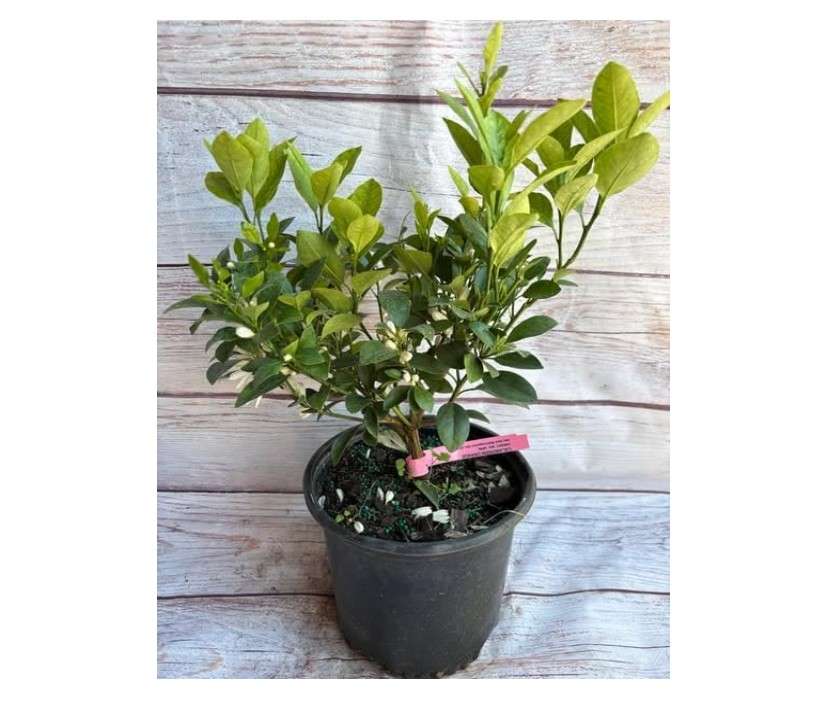  Dwarf Meyer Lemon Tree Plant Live for Planting Garden, Meyer Lemon Trees Live Plants, 1 to 2 Feet Tall, Gallon Pot, Meyer Lemon Tree Live, Cannot Ship to CA