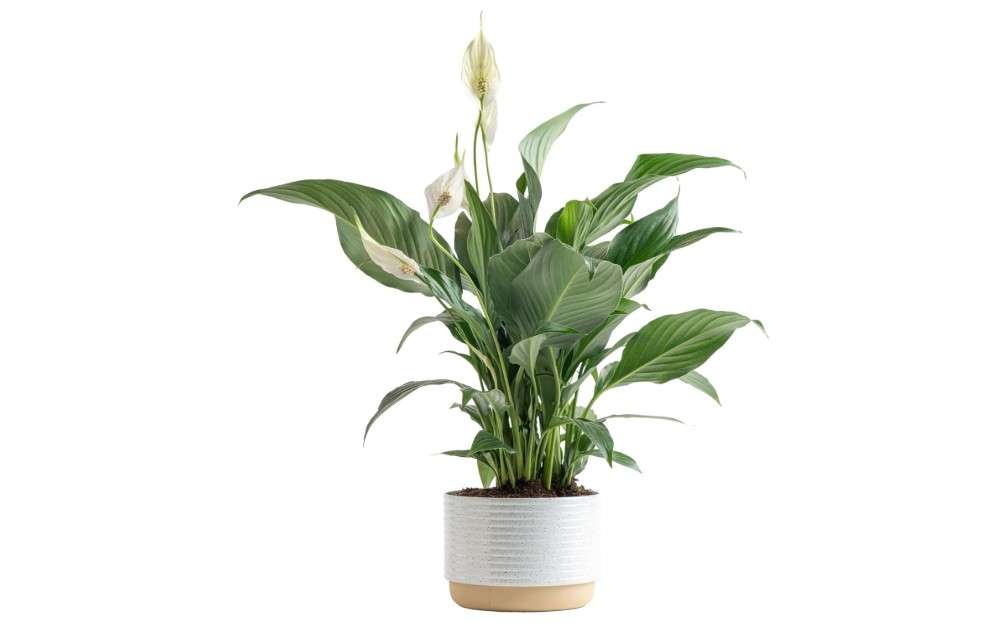  Costa Farms Peace Lily, Live Indoor Plant with Flowers, Easy to Grow Houseplant in Decorative Pot, Potting Soil, Thinking of You, Get Well Soon Gift, Room