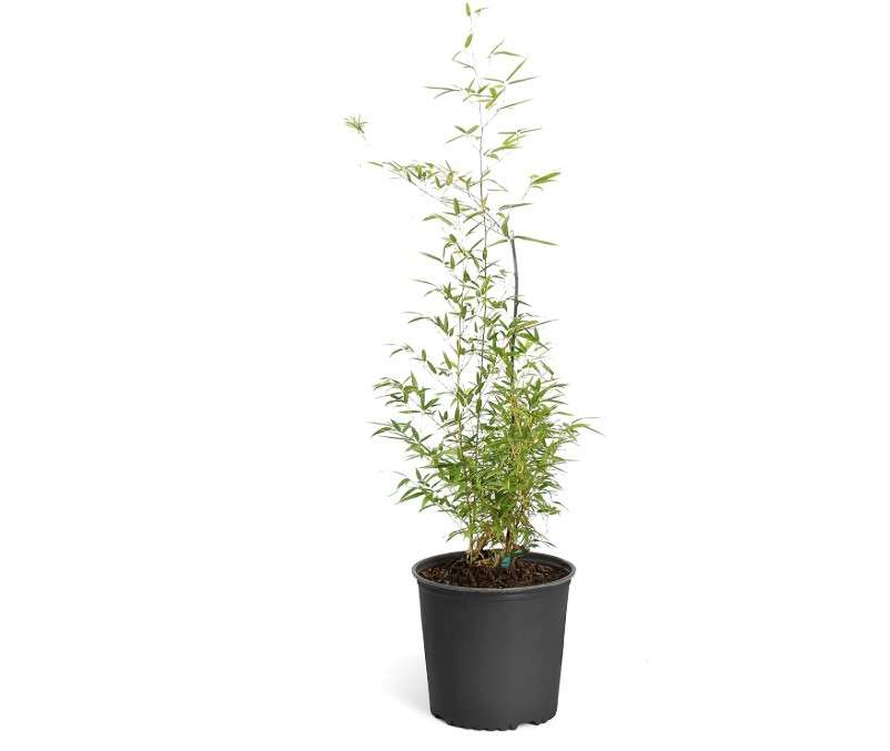 
Brighter Blooms - Multiplex Bamboo, 3-4 ft. - No Shipping to AZ