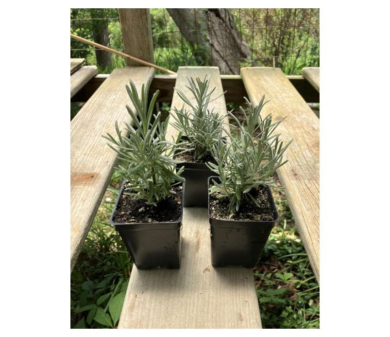 
Lavandula x Intermedia 'Grosso' Grosso Lavender Plant - 2.5 inch Pot