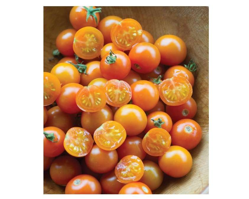  Burpee 'Sun Gold' Hybrid, Sweet Orange Cherry Tomatoes, 30 Non-GMO Seeds