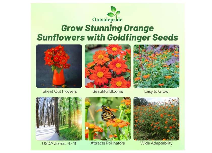  Outsidepride Goldfinger Mexican Sunflower Seeds - 500 Pcs Annual, Easy-to-Grow, Orange Tithonia Speciosa Flower Seeds w/Drought-Tolerant Blooms for