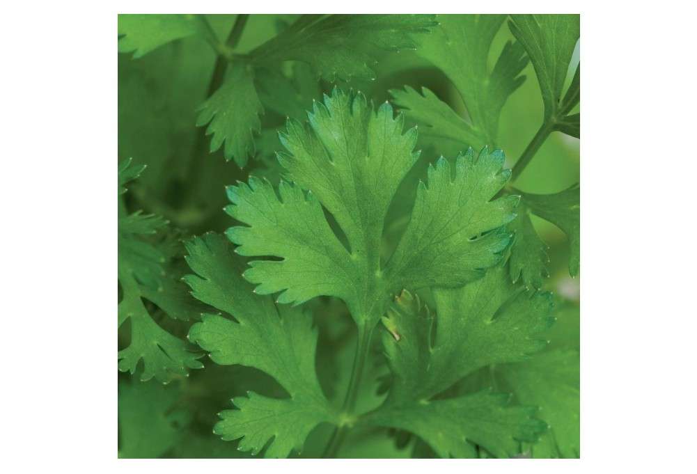 
Burpee 'Coriander' Cilantro 500 Seeds