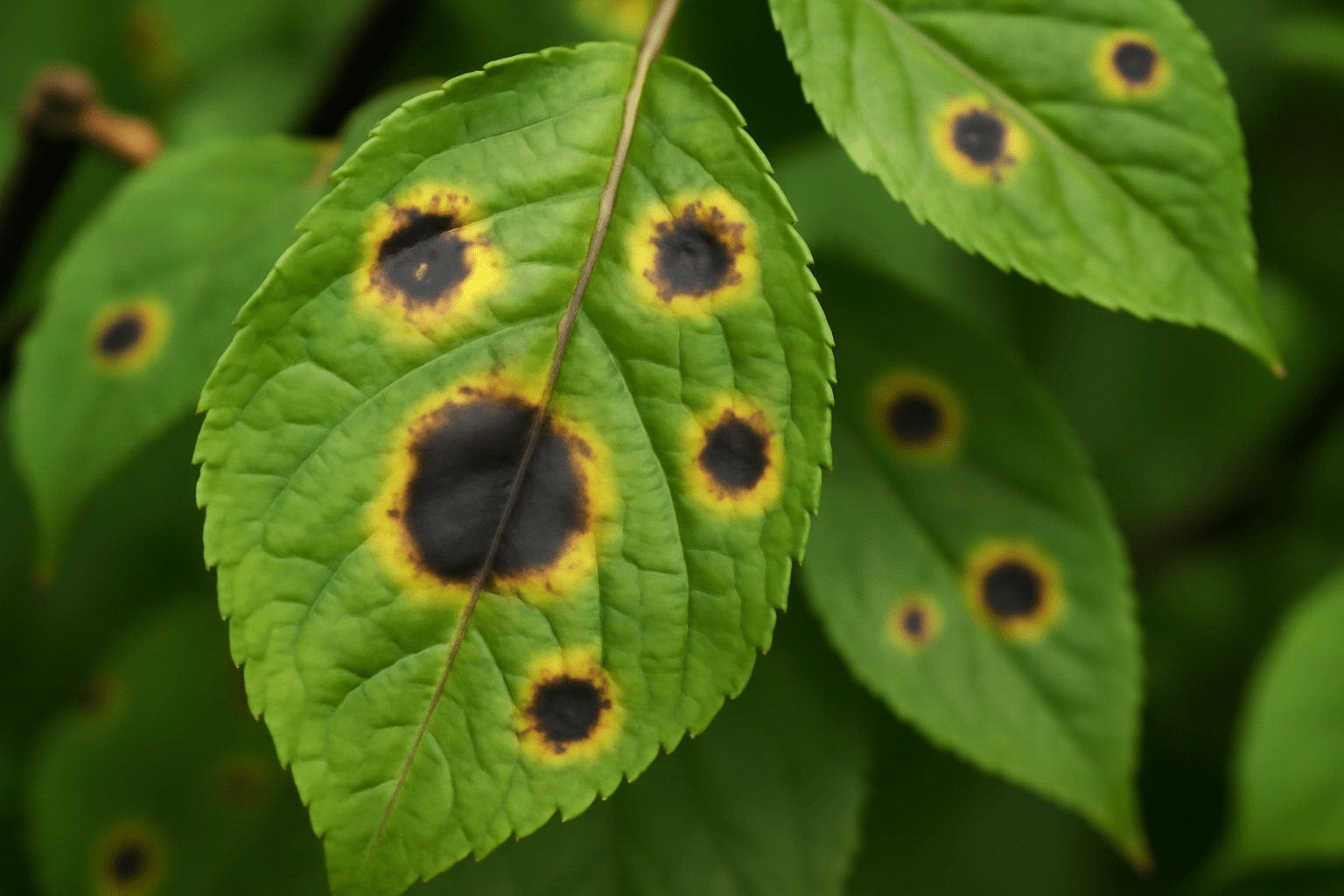 Common Symptoms of Leaf Spot