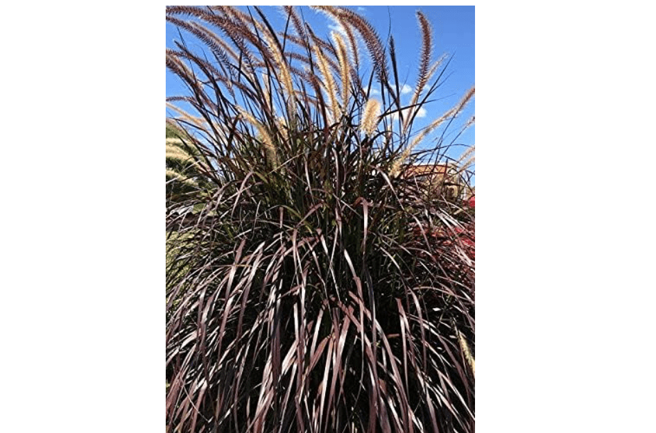 
Rubrum Purple Fountain Grass (2.5 Quart) Ornamental Perennial - Full Sun Live Outdoor Plant