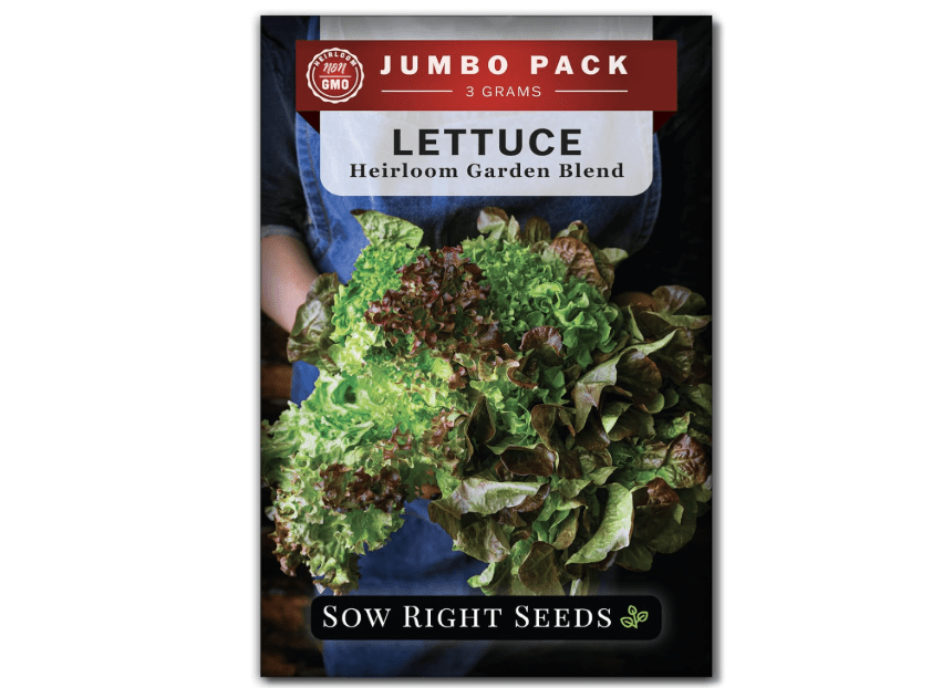 
Sow Right Seeds - Bulk Mixed Heirloom Lettuce Seeds for Planting - 3 Grams, 2500 Seeds - Non-GMO Heirloom Jumbo Pack with Instructions to Plant 