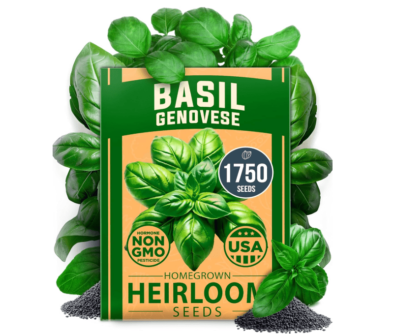 
HOME GROWN 𝗨𝗦𝗔 𝗣𝗥𝗘𝗠𝗜𝗨𝗠 Genovese Basil Seeds Pack 1,750+ High Germination 𝗡𝗢𝗡-𝗚𝗠𝗢 Heirloom Seeds (Ocimum basilicum) Herb Seeds 