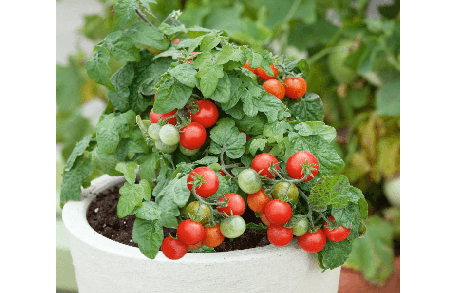 
Red Robin Tomato Seeds - 0.25 Oz ~1700 Seeds - Non-GMO, Heirloom - Vegetable Garden - Solanum lycopersicu