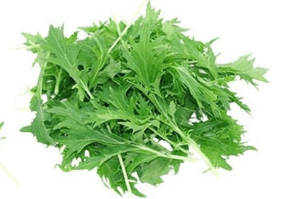
Mizuna Mustard Green Seeds - 100 Count Seed Pack - Non-GMO - A Leafy Green Vegetable with Thin Stems and a peppery, Slightly Bitter Flavor. 