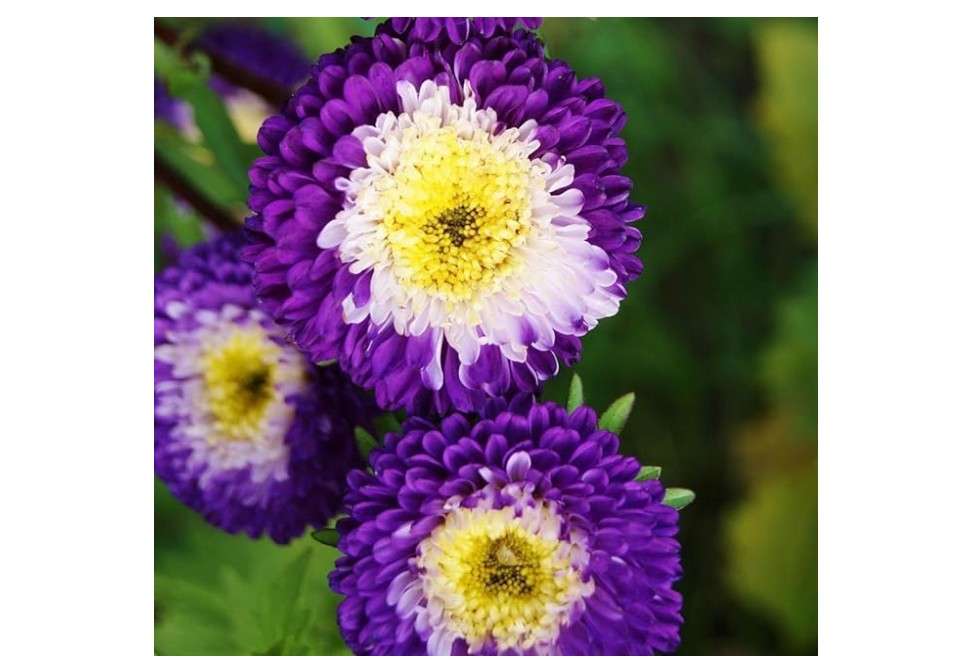 
Outsidepride Tall Pompon White Aster Seeds - 1000 Pcs. Annual, Hardy & Pollinator Friendly Flower Seeds for Planting Vibrant Disc-Shaped White Blooms