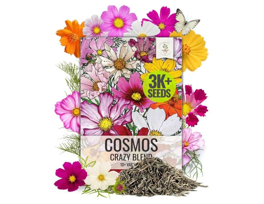 
Seed Needs Flower Seeds Cosmos Crazy Blend No Filler 10+ Varieties Cosmos | Cosmo Bipinnatus Open Pollinated Untreated | Resealable Packaging Keeps Seeds