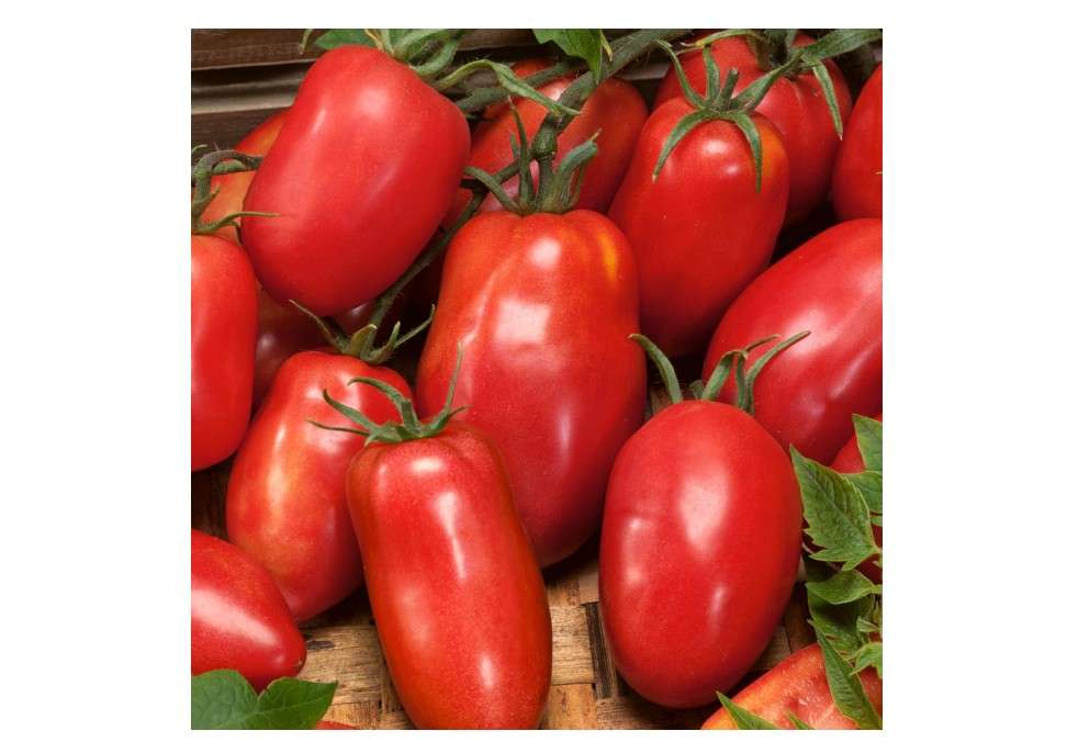 
Burpee 'Amish Paste', Tomato Seeds, 25 Non-GMO seeds