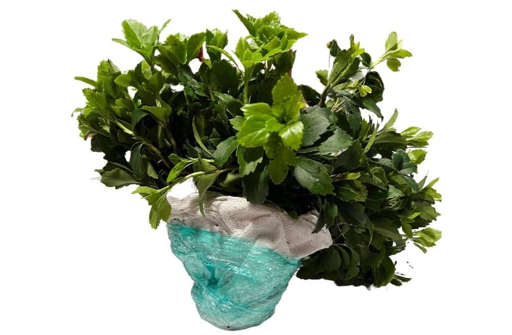  Pachysandra Terminalis Japanese Spurge Groundcover - 100 Bare Root Plants