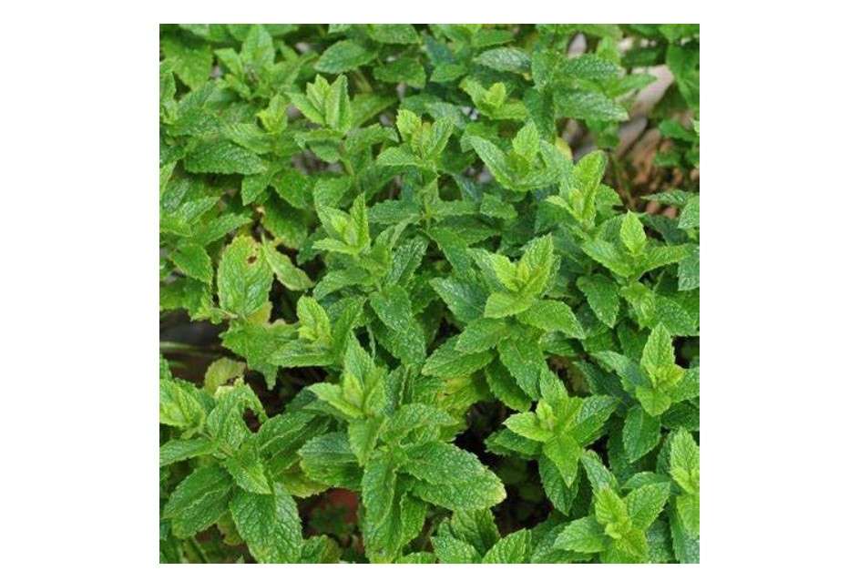 
Generic Moroccan Mint - Rooted Mint Cutting Starter, Green