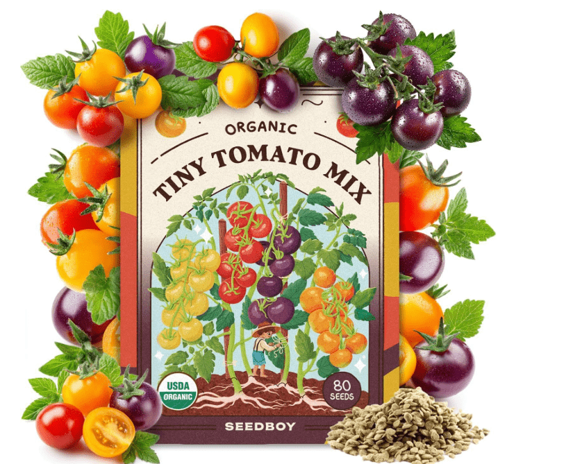 
Seedboy Organic Rainbow Cherry Tomato Seeds for Planting Indoor and Outdoor, Non-GMO and USDA Certified Vegetable Seed Packet for Hydroponic 