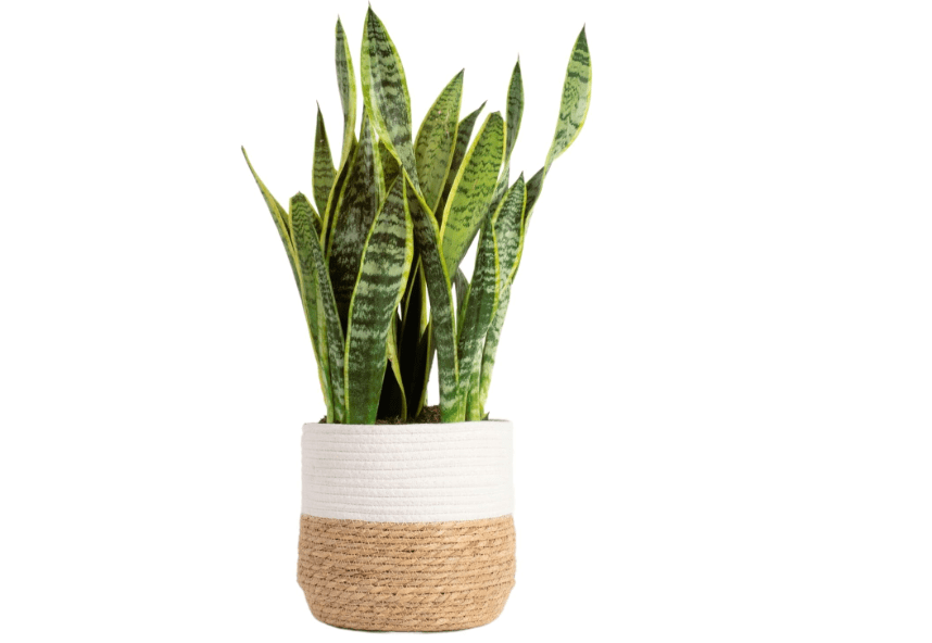 
Costa Farms Live Snake Plant, Sansevieria, Easy Care House Plant in Modern Decor Pot, Houseplant in Potting Soil Mix, Succulent Plant Gift for Housewarming