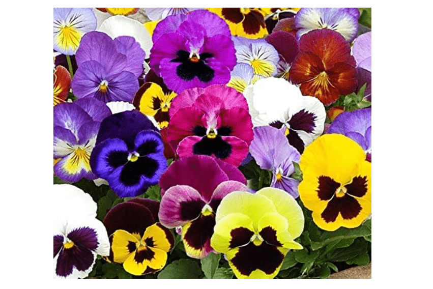Swiss Giants Mix Pansy Seeds - 1,000+ Non-GMO Heirloom Flower Seeds, Hardy Annual, Great for Flower Beds, Containers, and More