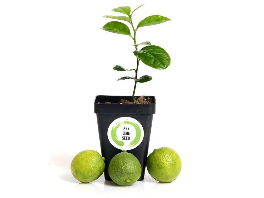  Gerald Winters and Son Key Lime Tree Starter Plant . Citrus aurantifolia