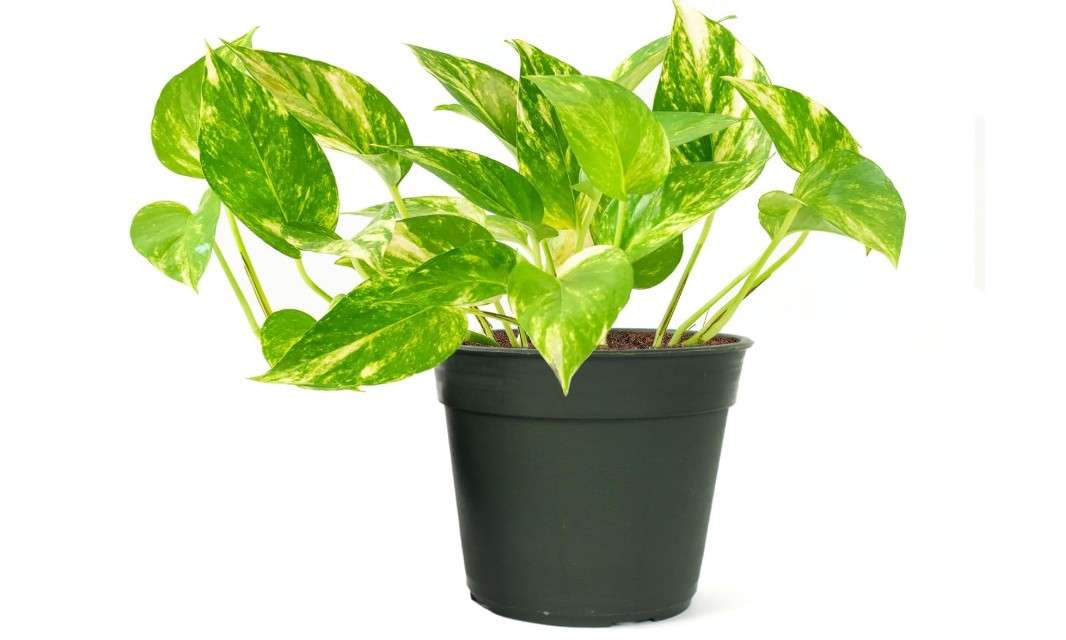  American Plant Exchange Golden Pothos 4-Inch Pot – Easy-Care Trailing Houseplant, Air-Purifying Vine for Home & Office, Low-Maintenance Indoor Plant